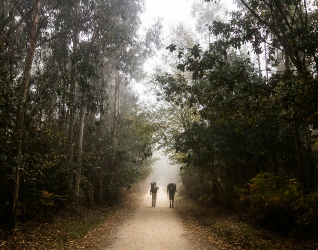 Ruta del Camino del Norte entre árboles